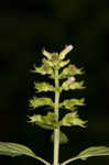 Slender wild basil